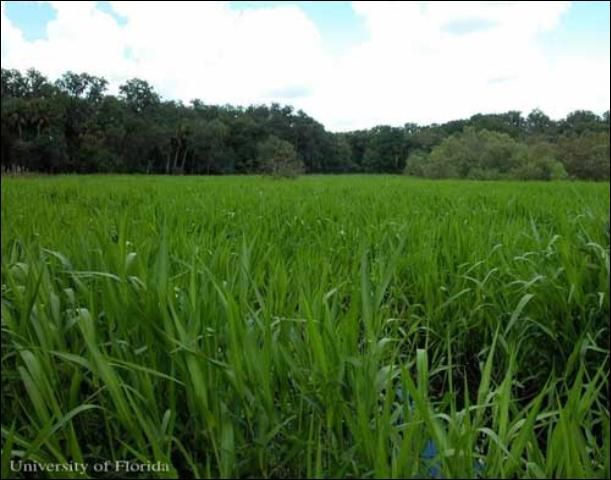 Figure 11. Monoculture of West Indian marsh grass, Hymenachne amplexicaulis (Rudge) Nees (Poaceae), at Myakka River State Park, Sarasota County, Florida. August 2003.