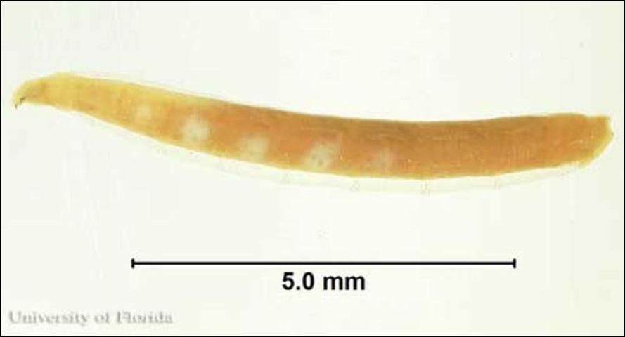 Figure 5. Larva of the cheese skipper, Piophila casei Linnaeus. Photograph by: Caitlin Lewis, University of Florida