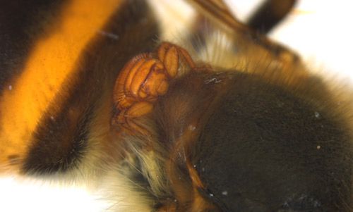 Figure 1. An adult Braula coeca on the dorsal aspect of a worker honey bee, Apis mellifera Linnaeus, thorax.