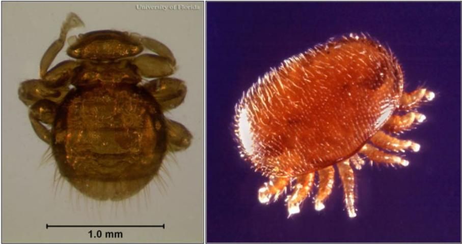 Figure 3. Dorsal views of an adult bee louse, Braula coeca Nitzsch, (left); and an adult varroa mite, Varroa destructor Anderson and Trueman, (right). Varroa mites are more oval in shape, and have eight legs as compared to the bee louse, which has six legs.