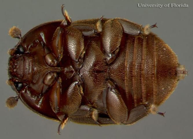 Figure 7. Ventral view of an adult small hive beetle, Aethina tumida Murray.