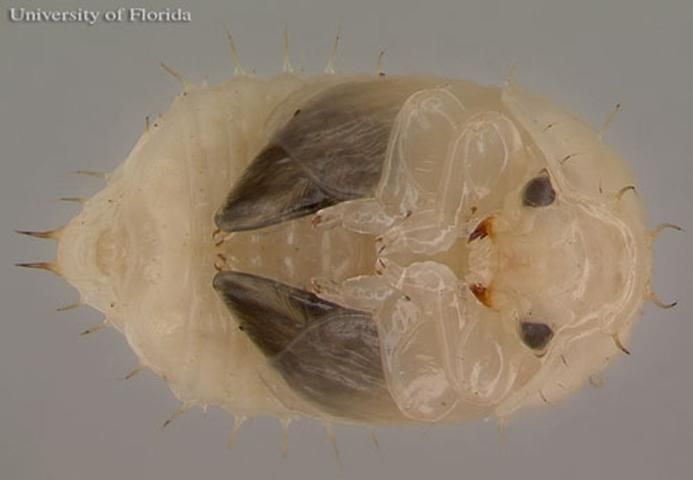 Figure 5. Pupa of a female small hive beetle, Aethina tumida Murray.