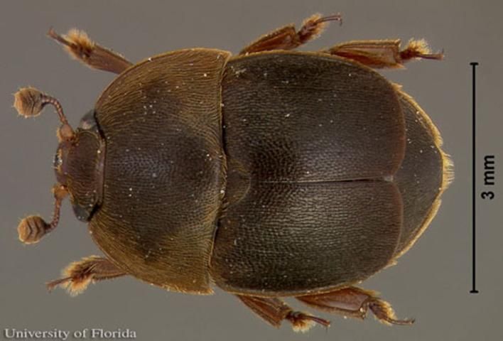 Figure 6. Dorsal view of an adult male small hive beetle, Aethina tumida Murray.