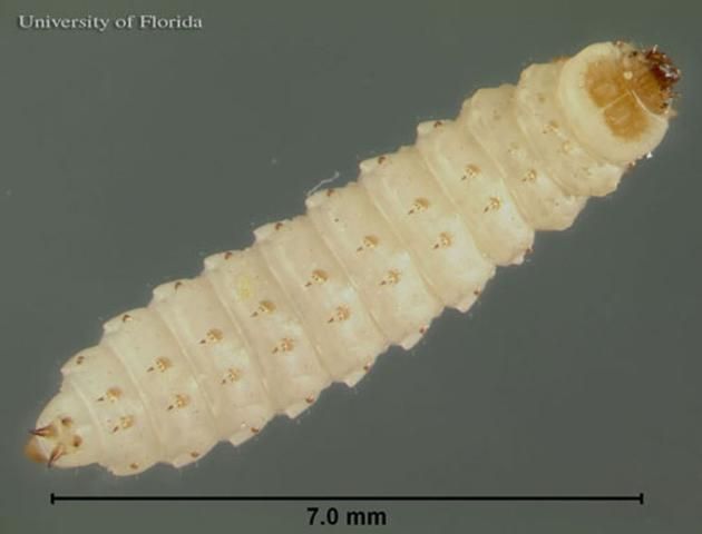 Figure 3. Dorsal view of a small hive beetle, Aethina tumida Murray, larva.