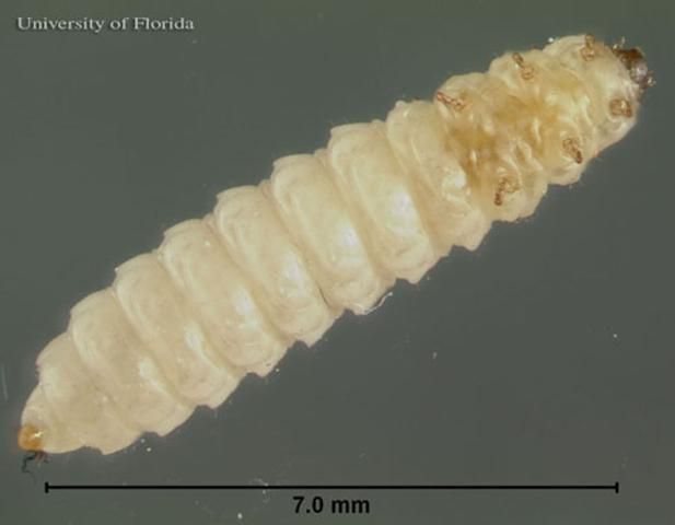Figure 4. Ventral view of a small hive beetle, Aethina tumida Murray, larva.