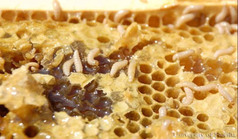 Figure 8. Honey comb showing fermenting honey and other damage caused by larvae of the small hive beetle, Aethina tumida Murray.