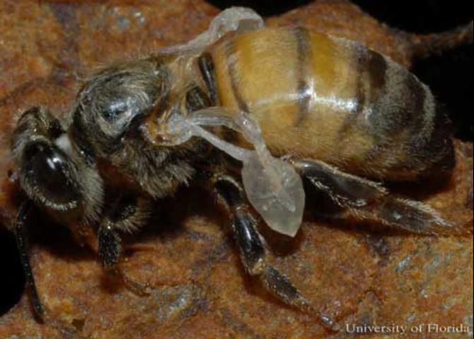 Figure 5. Newly emerged worker honey bee exhibiting symptoms of Deformed Wing Virus, which is transmitted by Varroa destructor Anderson & Trueman.