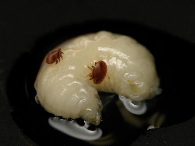 Figure 8. A female adult Varroa destructor Anderson & Trueman, feeds on the fat bodies of a honey bee pupa.