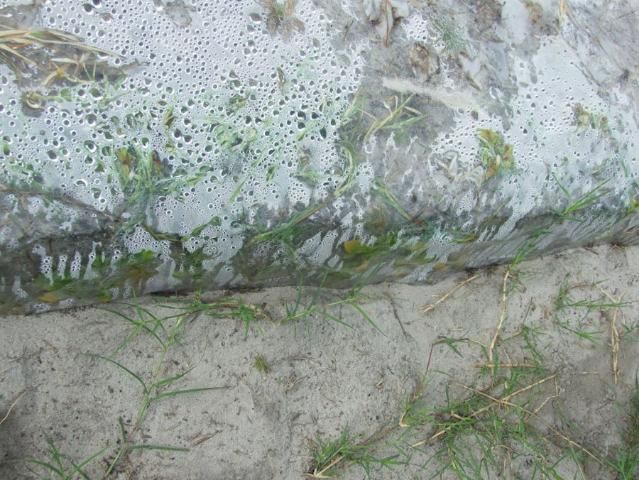 Figure 11. Weeds growing under plastic. Note moisture condensation associated with weeds.