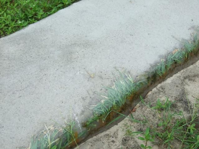 Figure 17. Weed growth on north side of a solarized bed oriented in an east-west direction.