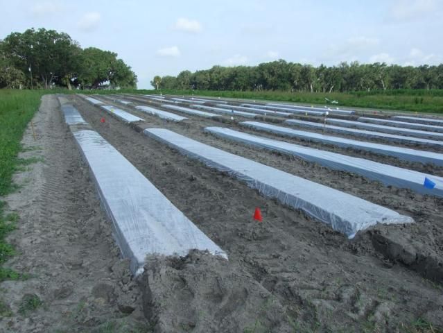 Figure 1. Overview of solarization in a field.