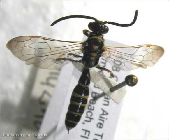 Figure 4. Dorsal view of an adult male Myzinum maculata Fabricius, a tiphiid wasp.