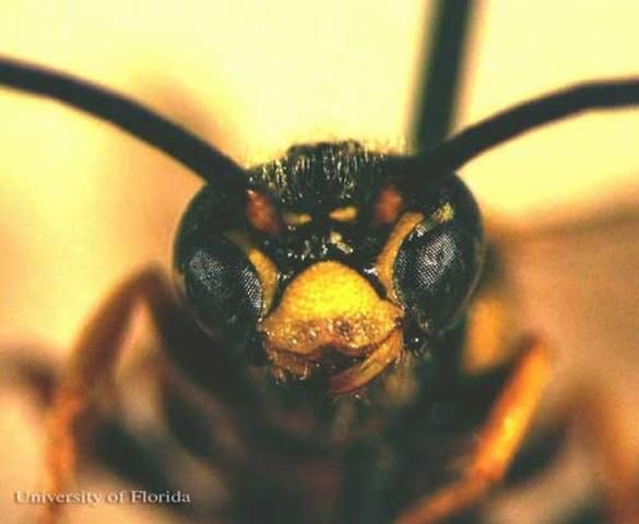 Figure 9. Frontal view of the head of an adult male Myzinum maculata Fabricius, a tiphiid wasp.