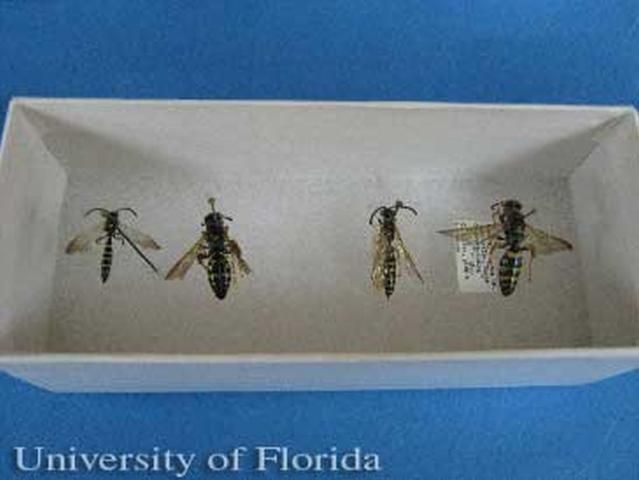 Figure 2. Two examples showing the sexual dimorphism of Myzinum species. On the left are an adult male (left) and female (right) of Myzinum maculata Fabricius. On the right are an adult male (left) and female (right) Myzinum caroliniana (Panzer).