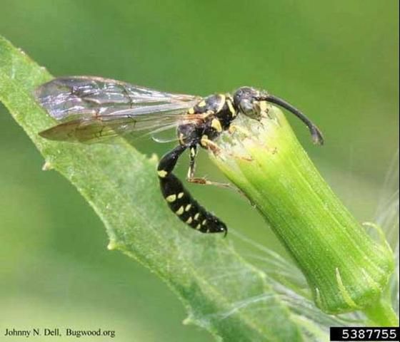 Figure 1. Adult wasp, Myzinum sp. feeding on pollen.