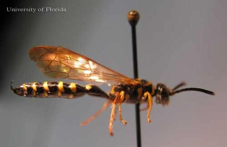 Figure 3. Lateral view of an adult male Myzinum maculata Fabricius, a tiphiid wasp.