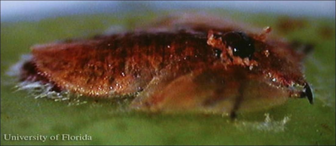 Figure 3. Adult Tamarixia radiata (Waterston), an parasitoid of the Asian citrus psyllid (Diaphorina citri Kuwayama), prior to emergence from a mummified nymph. Black adult Tamarixia radiata head can be seen on upper right of Diaphorina citri nymph.