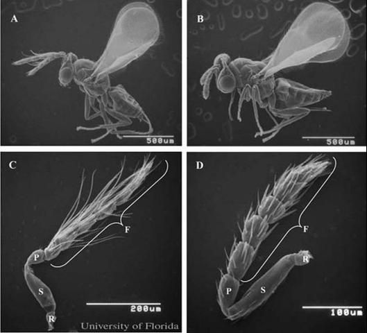 Figure 2. Scanning electron photomicrographs of adult male (A) and female (B) Tamarixia radiata (Waterston), and gross morphology of male (C) and female (D) antennae. The antenna of male or female Tamarixia radiata consists of a ball-like radicula (R), the long scapula-shaped scape (S), the barrel-shaped pedicel (P), and the long thread-like flagellum (F).