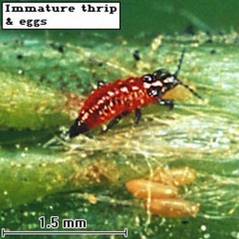 Figure 2. Second instar (deep red in color with black legs) and yellowish eggs (foreground) of the alligatorweed thrips, Amynothrips andersoni O'Neill.