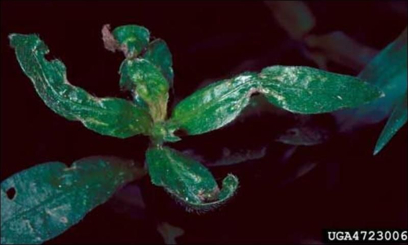 Figure 5. Leaf distortion on alligatorweed, Alternanthera philoxeroides (Mart.) Griseb. is characteristic of feeding by adults and larvae of the alligatorweed thrips, Amynothrips andersoni O'Neill.