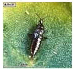 Figure 1. A short-winged (brachypterous) adult alligatorweed thrips, Amynothrips andersoni O'Neill.