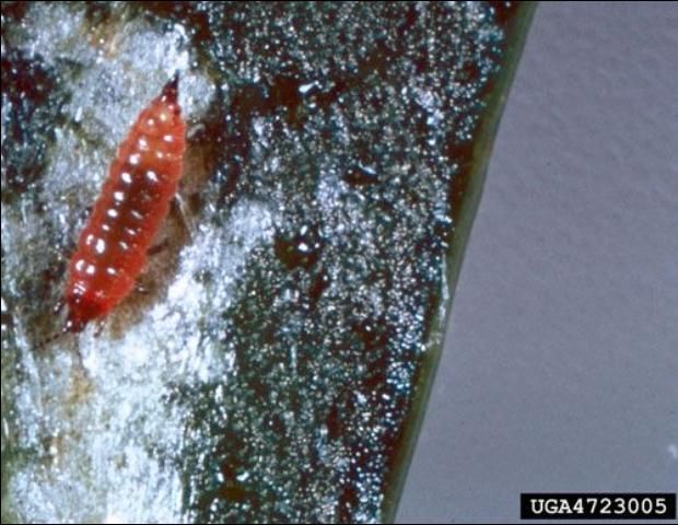 Figure 3. Second instar (deep red in color with black legs) of the alligatorweed thrips, Amynothrips andersoni O'Neill.