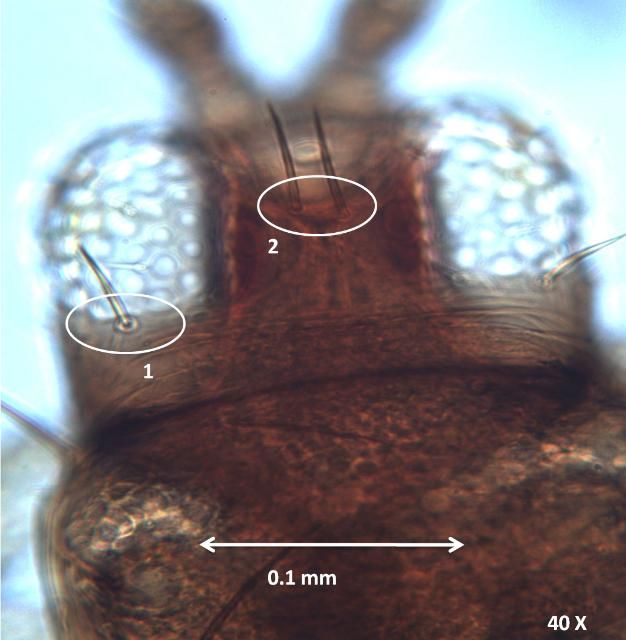 Figure 4. Head of an adult common blossom thrips, Frankliniella schultzei Trybom, showing postocular setae (1) smaller than interocellar setae (2) at 40 X magnification.