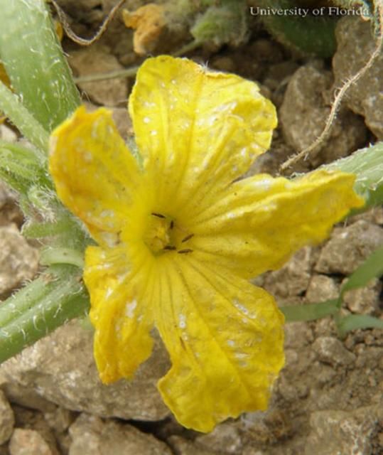 Figure 7. Cucumber flower showing decoloration due to feeding by adult common blossom thrips, Frankliniella schultzei Trybom. Photograph by: Vivek Kumar, University of Florida