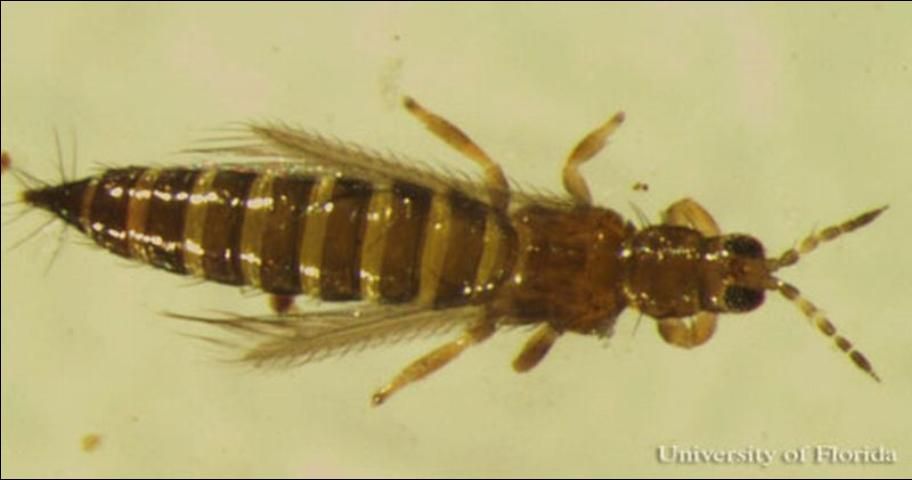 Figure 1. Dorsal view of an adult common blossom thrips, Frankliniella schultzei Trybom. Photograph by: Vivek Kumar, University of Florida