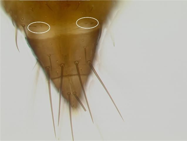 Figure 6. Abdomen of an adult common blossom thrips, Frankliniella schultzei Trybom, showing a weakly developed comb on the eight abdominal segment at 40 X magnification.