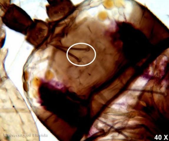 Figure 3. Head of an adult common blossom thrips, Frankliniella schultzei Trybom, showing interocellar setae at 40 X magnification. Photograph by: Garima Kakkar, University of Florida