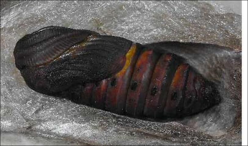 Figure 12. Adult cecropia moths, Hyalophora cecropia Linnaeus. Photograph by: David Britton. Used with permission.