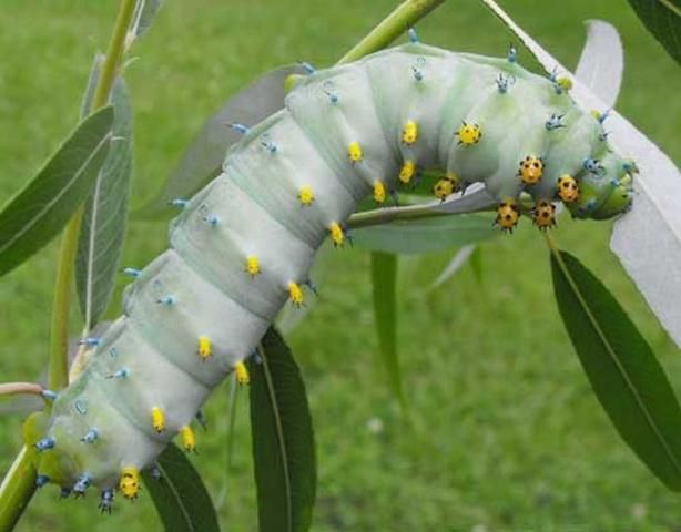 Figure 12. Adult cecropia moths, Hyalophora cecropia Linnaeus. Photograph by: David Britton. Used with permission.