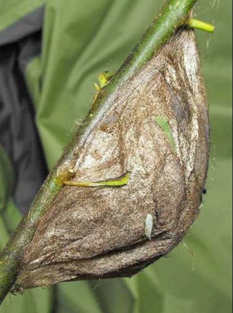 Figure 12. Adult cecropia moths, Hyalophora cecropia Linnaeus. Photograph by: David Britton. Used with permission.