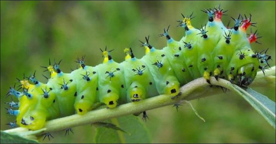 Figure 12. Adult cecropia moths, Hyalophora cecropia Linnaeus. Photograph by: David Britton. Used with permission.