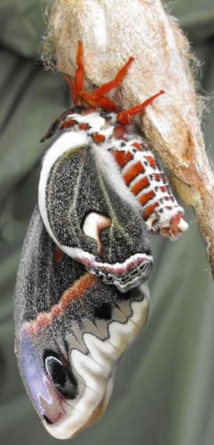 Figure 11. Newly emerged adult cecropia moth, Hyalophora cecropia Linnaeus. Photograph by: David Britton. Used with permission.
