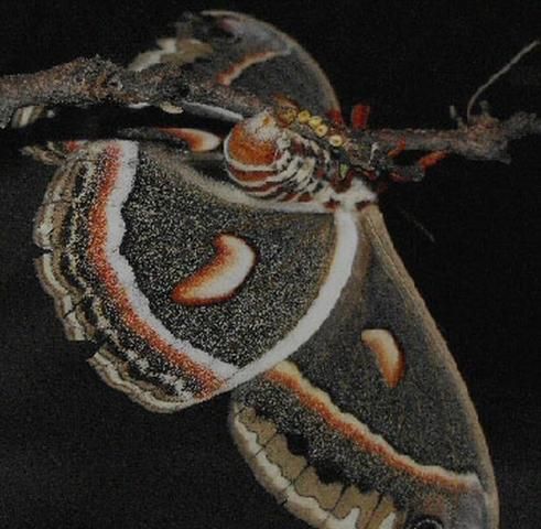 Figure 1. Adult female cecropia moth, Hyalophora cecropia Linnaeus, laying eggs on host plant. Photograph by: David Britton. Used with permission.