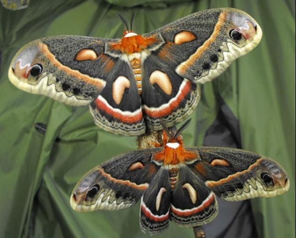 Figure 12. Adult cecropia moths, Hyalophora cecropia Linnaeus. Photograph by: David Britton. Used with permission.