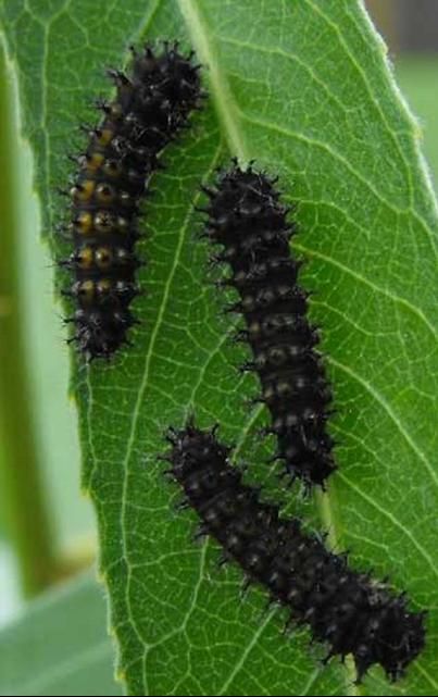 Figure 4. First instar larvae of the cecropia moth, Hyalophora cecropia Linnaeus. Photograph by: David Britton. Used with permission.