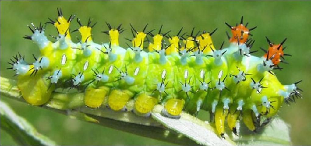 Figure 7. Fourth instar larva of the cecropia moth, Hyalophora cecropia Linnaeus. Photograph by: David Britton. Used with permission.