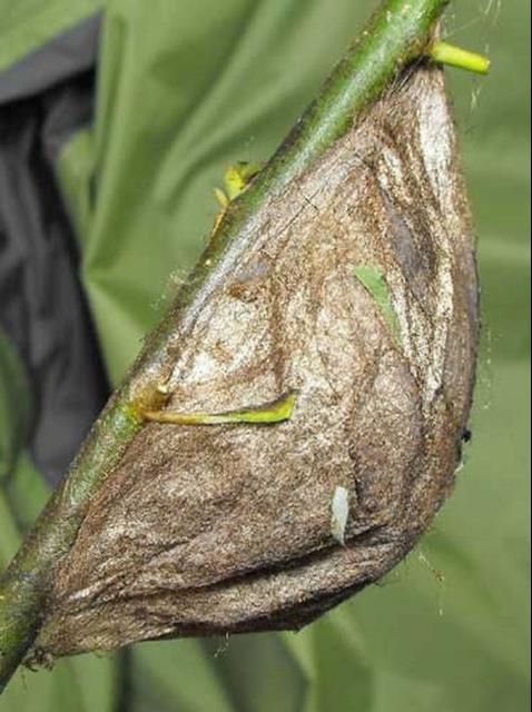 Figure 9. Cocoon of the cecropia moth, Hyalophora cecropia Linnaeus, on host plant. Photograph by: David Britton. Used with permission