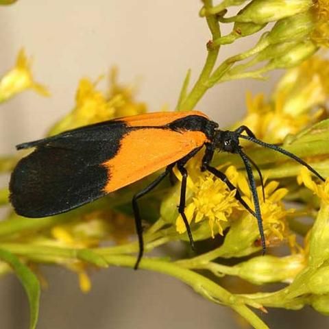 Figure 1. Adult black and yellow lichen moth, Lycomorpha pholus (Drury). Photograph by: Tom Murray