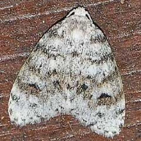 Figure 10. Adult little white lichen moth, Clemensia albata Packard, an example of a lichen moth with drab coloration. Photograph by: Phil Huntley-Franck