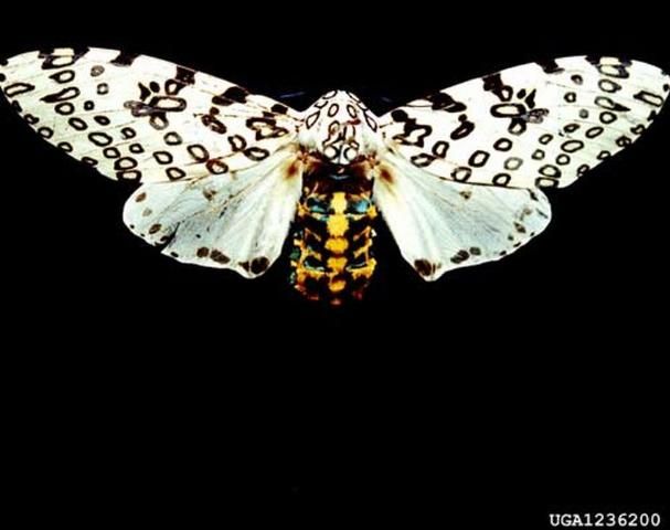 Figure 5. Adult giant leopard moth, Hypercompe scribonia (Stoll), a tiger moth. Photograph by: USDA Cooperative Extension Slide Series, Bugwood.org