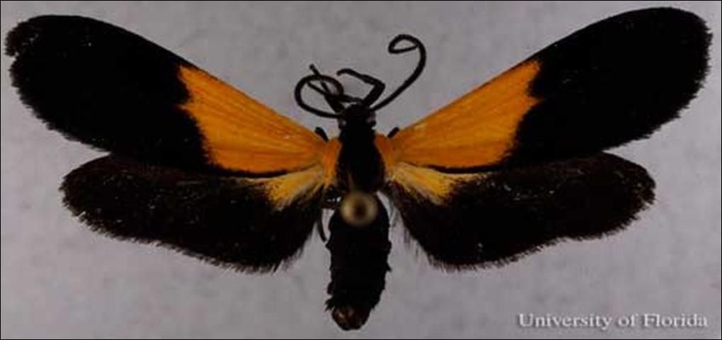 Figure 13. Adult black and yellow lichen moth, Lycomorpha pholus (Drury). (pinned specimen) Photograph by: Clare Scott, University of Florida