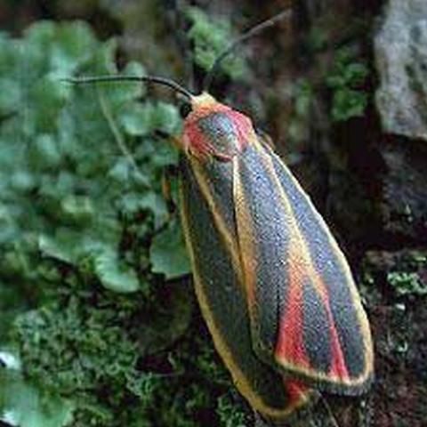 Figure 9. The painted lichen moth, Hypoprepia fucosa Hübner, an example of a brightly colored adult lichen moth. Photograph by: John Himmelman