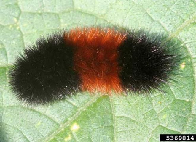 Figure 2. The banded woolly bear caterpillar, Pyrrharctia isabella (Smith). Photograph by: Whitney Crenshaw, Colorado State University, Bugwood.org