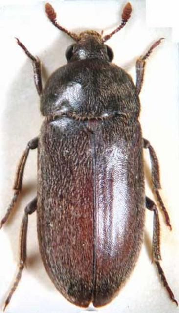 Figure 1. Dorsal view of adult male black larder beetle, Dermestes ater DeGeer. Photograph by: Andreas Herrmann, http://www.dermestidae.com/ Used with permission.