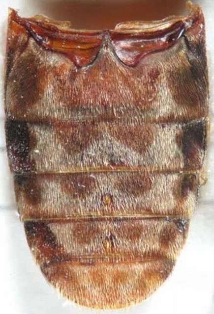 Figure 2. Ventral view of abdomen of an adult black larder beetle, Dermestes ater DeGeer. Notice dark brown patches in the middle and on the sides. Also note that on both the third and fourth segment of the abdominal sternites (counting from the top), the adult male has a small stout bristle surrounded by golden-colored bristles, which the female lacks. Photograph by: Andreas Herrmann, http://www.dermestidae.com/ Used with permission.