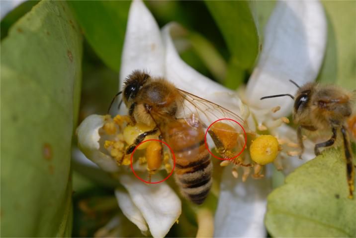 Figure 3. Worker bee carrying pollen in her pollen baskets.